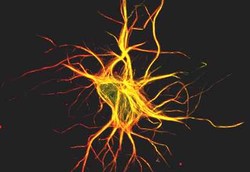 Sel Kulit Bisa Diubah Jadi Sel Saraf