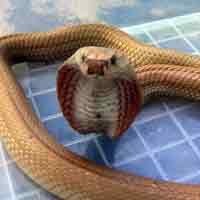 BKSDA Gagalkan Penjualan Ratusan Ekor Ular