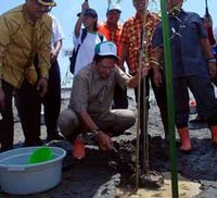 Fadel Tanam Bakau di Pulau Lumpur