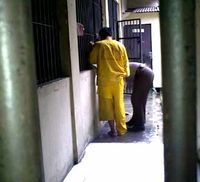 Polisi Bekuk Pencuri Motor Bersenpi