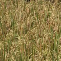 Food Estate Merauke Butuh Dana Investasi Rp 60 Triliun