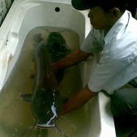 Agar Leluasa, Lele Dipindahkan dari Bak Mandi