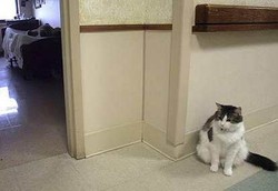 Kucing Mampu Prediksi 50 Kematian di Panti Jompo