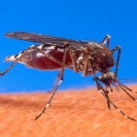 Peneliti Buktikan Chlorella Bisa Sembuhkan DBD