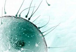 Mungkinkah Terjadi Kehamilan dari Oral Seks?