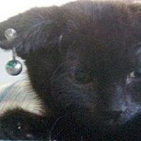 Kucing Bertindik Seret Wanita ke Pengadilan