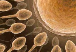 Ini Dia Pengontrol Laju Kecepatan Sperma