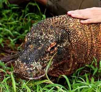 Bagol-Indri Promosikan Pulau Komodo