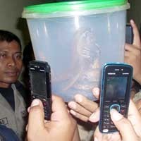 Geger Ular Berkepala Manusia di Probolinggo 