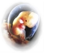 Gen Adalah Segala-galanya Bagi Penganut Eugenetika