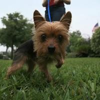 Gadget Unik Wujudkan Ponsel Tenaga Anjing 