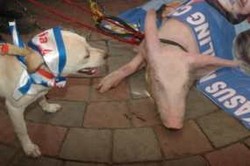  Setelah Kambing, Pendemo Serahkan Babi ke KPK