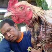 Sudah Disembelih, Seekor Ayam Tetap Hidup