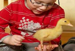 Bocah Lumpuh Belajar Jalan Dengan Bebek