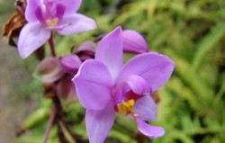 HERBAL: Anggrek Tanah