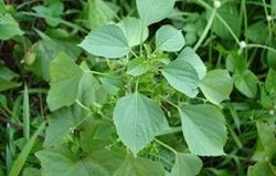 HERBAL: Anting-anting