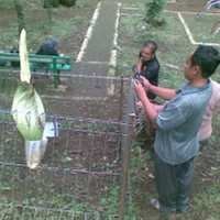 Awalnya Disangka Bangkai Tikus