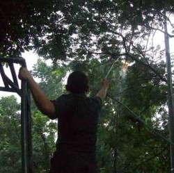 Pohon Tumbang Sebabkan Kabel Telepon Terbakar