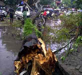 Di Gatsu Pohon pun Tumbang