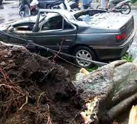 Pohon Tumbang Timpa Mobil