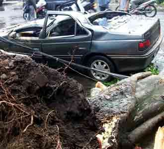 Pohon Tumbang Timpa Mobil