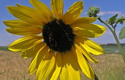 HERBAL: Bunga Matahari