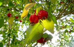 OBAT HERBAL: Dewandaru