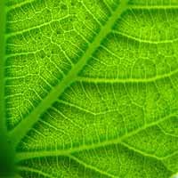 Bangun BTS Hijau, Telkomsel Rogoh Rp 50 Miliar