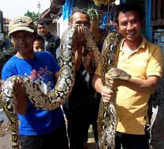 Ular Sanca Hebohkan Warga