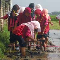 Belajar Menanam Padi 