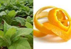  Kulit Jeruk dan Tembakau Jadi Bahan Bakar Ramah Lingkungan