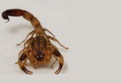 Racun Kalajengking Jadi Pengganti Morfin