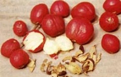 HERBAL: Mahkota Dewa