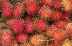 HERBAL: Rambutan