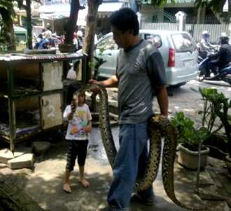 Ular Python Hebohkan Warga