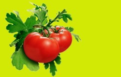 HERBAL: Tomat