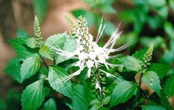 HERBAL: Kumis Kucing