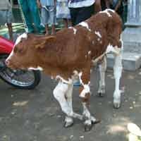 Sapi Berkaki Lima Gegerkan Jombang