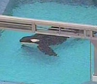 SeaWorld Larang Pelatih Berenang Bersama Paus Pembunuh 