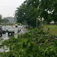 BMKG Tak Bisa Pastikan Penyebab Pohon Tumbang