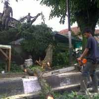 Bruuk! Pohon Tumbang Timpa Satu Mobil di Setiabudi