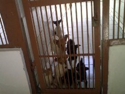 Dengar Ada Pembantaian Anjing Liar, Warga Datangi Balai Kesehatan Hewan