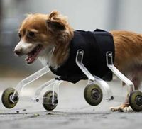 Hoppa, Anjing Beroda