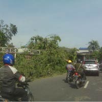 Pohon Tumbang Dibersihkan, Jalan HR Muhammad Padat 
