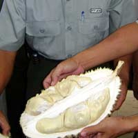 Duren Dugul Asal Blitar, Jadi Jawara Festival Duren se Jatim