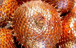 HERBAL: Salak