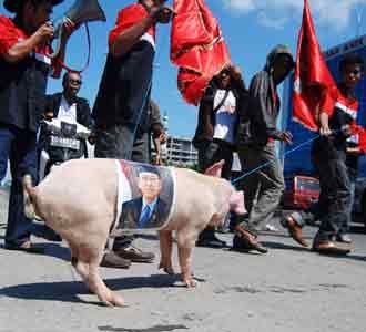 Babi Bergambar Boediono Berdemo