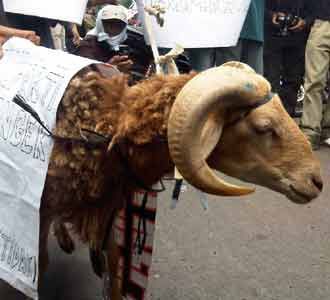Kambing Ikut Demo di DPR