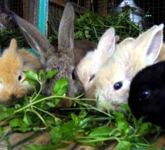 Menengok Kelinci Hias di Lembang