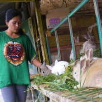 Cari Gengsi dengan Kontes Kelinci